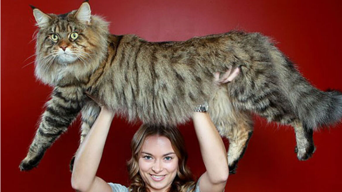 Γάτες... γιγαντιαίων διαστάσεων