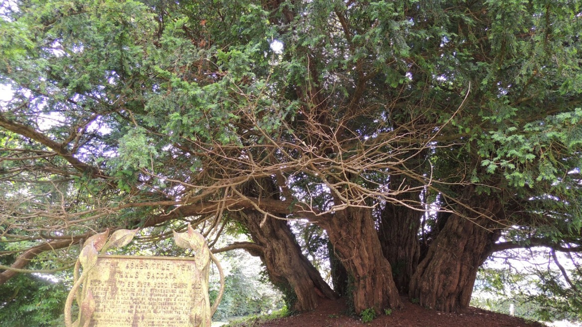 Άρρωστο το αρχαιότερο δέντρο της Βρετανίας - Είναι πάνω από 4.000 ετών