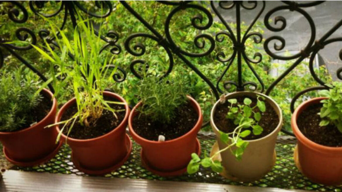 10 αρωματικά φυτά για το μπαλκόνι σου