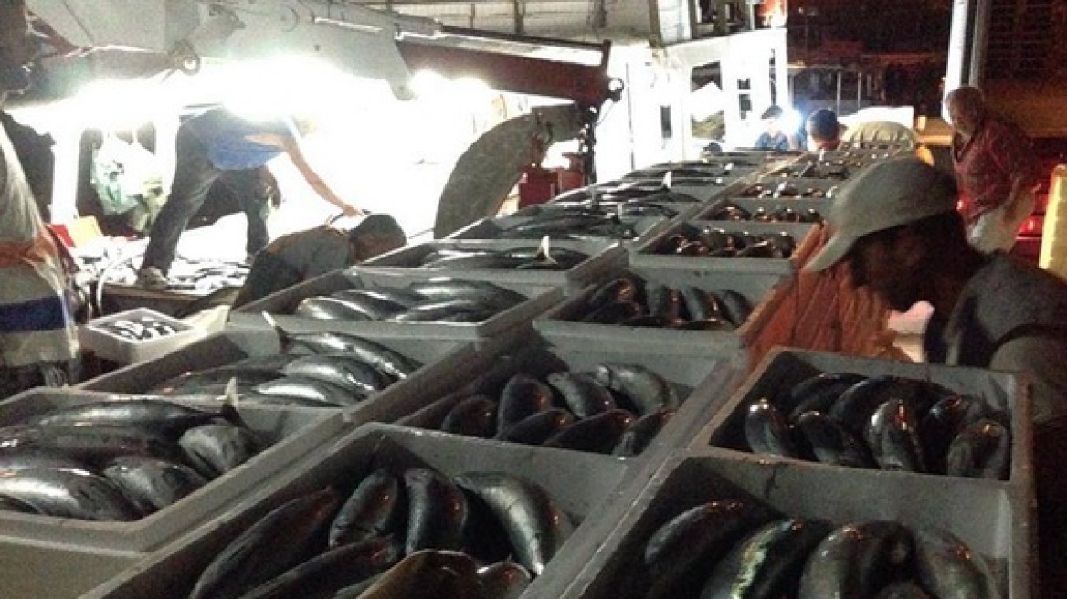 Βίντεο: Η μεγαλύτερη ψαριά στο Ιόνιο, 40 τόνοι παλαμίδια! 