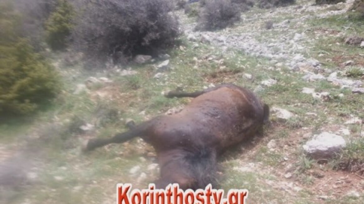 Σκότωσαν οκτώ άλογα στην Κόρινθο - Σοκ από τις φωτογραφίες 