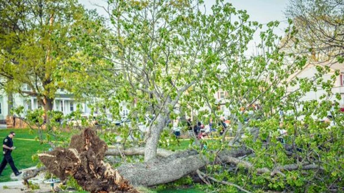 ΗΠΑ: Γιγάντιο δέντρο πέφτει πάνω σε παιδιά που παίζουν!