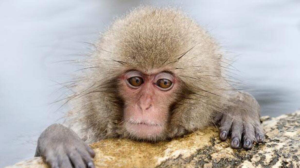 Ιαπωνία: Ζωολογικός κήπος ζήτησε συγγνώμη που έδωσε το όνομα Σάρλοτ σε... μαϊμού!