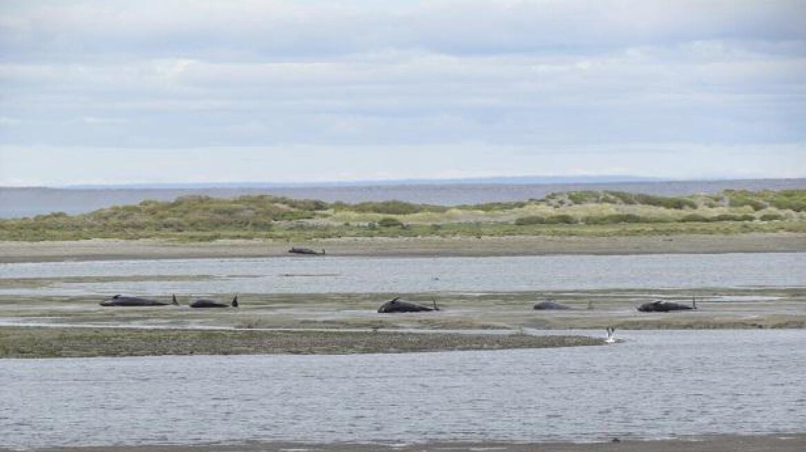 Χιλή: Περισσότερες από 20 φάλαινες βρέθηκαν νεκρές στις ακτές της χώρας