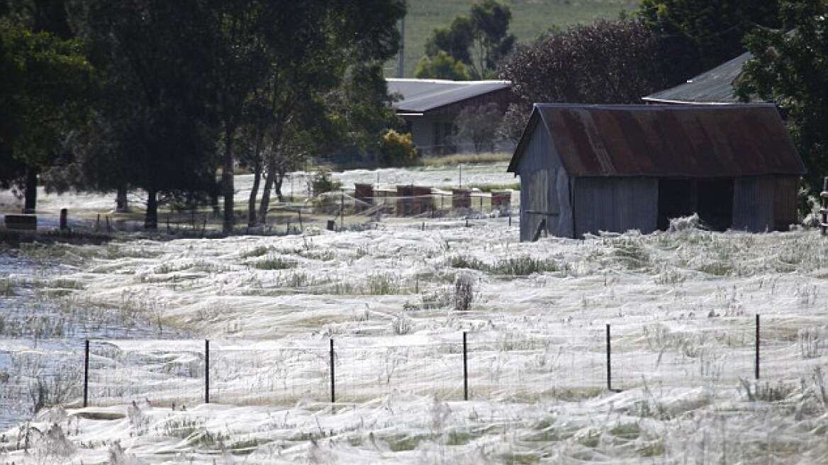 Αυστραλία: Παράξενο φυσικό φαινόμενο καλύπτει ολόκληρα λιβάδια με ιστούς αράχνης
