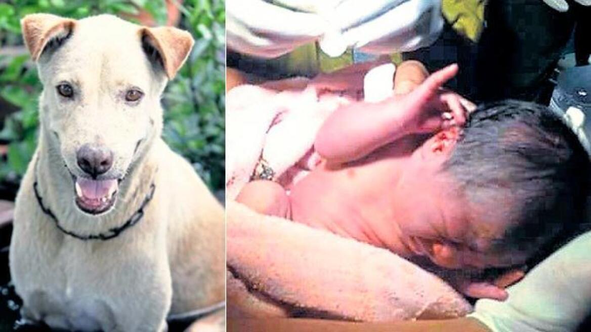 Ταϊλάνδη: Αδέσποτος σκύλος έσωσε νεογέννητο που είχε εγκαταλειφθεί στο δρόμο