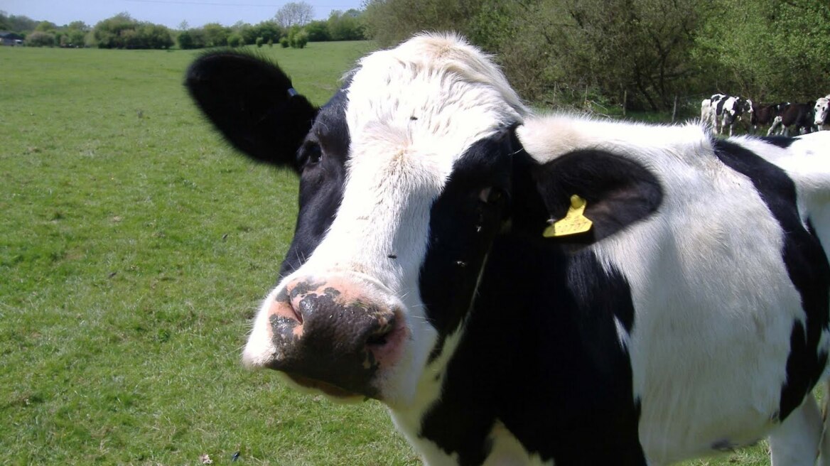 Αγγλία: Τρελή καταδίωξη για να συλληφθεί... αγελάδα!