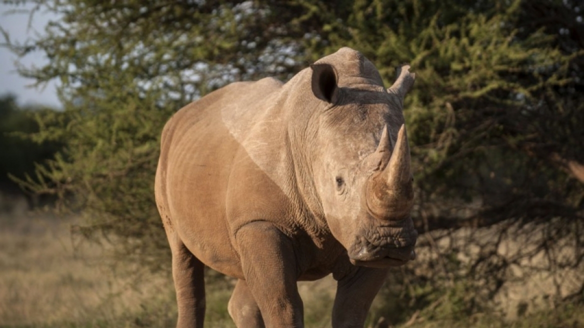 Το τιμολόγιο της φρίκης - 350,000 δολ. για να σκοτώσει ρινόκερο