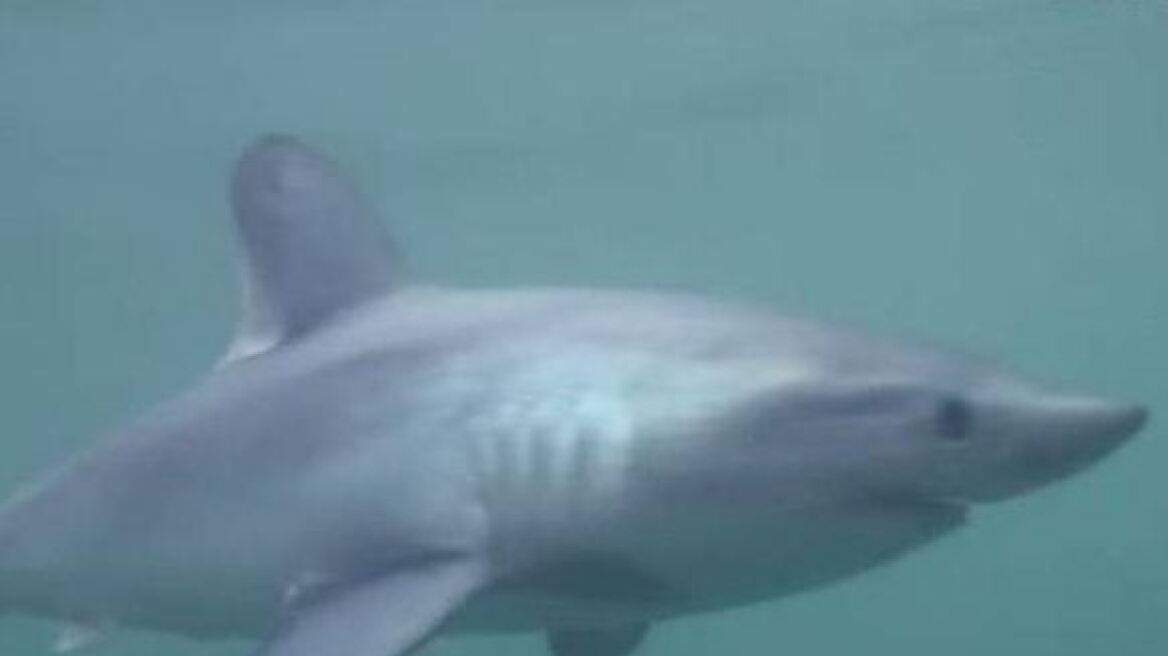 Αγγλία: Καρχαρίες τριών μέτρων κολυμπούν στα ανοιχτά των ακτών