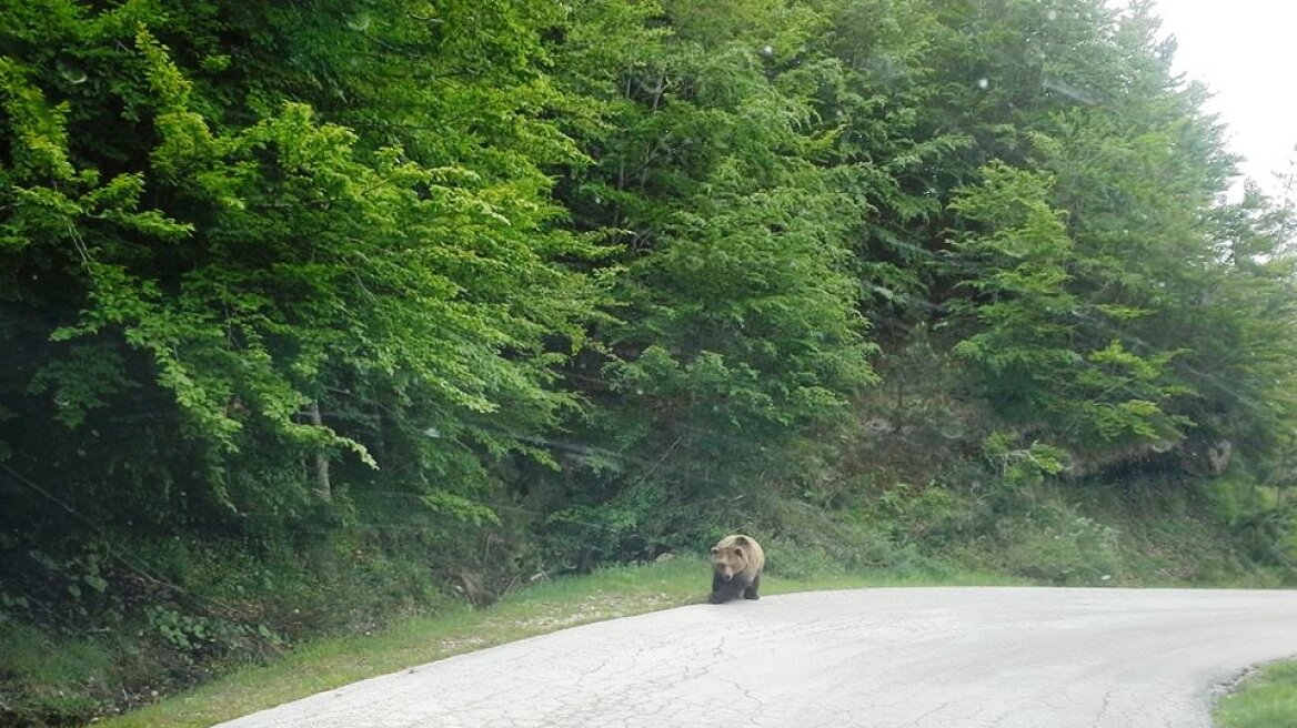 Φωτογραφία: Συνάντηση με μια… αρκούδα είχε οδηγός! 