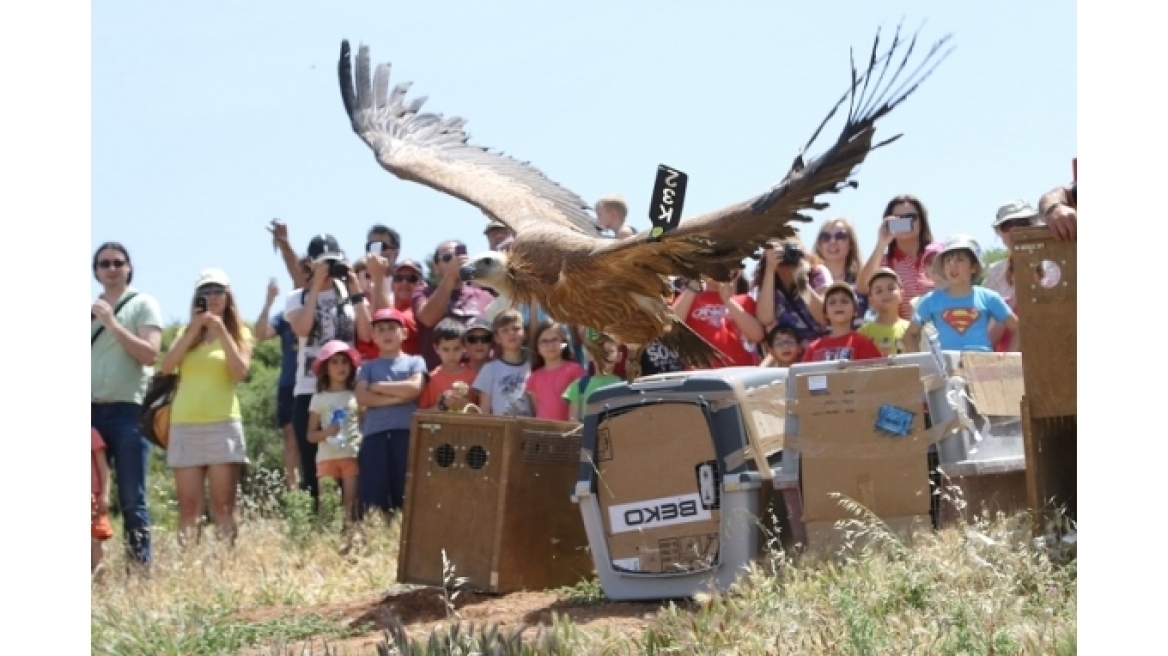 Δείτε φωτογραφίες: Απελευθέρωσαν άγρια πουλιά στην Κρήτη