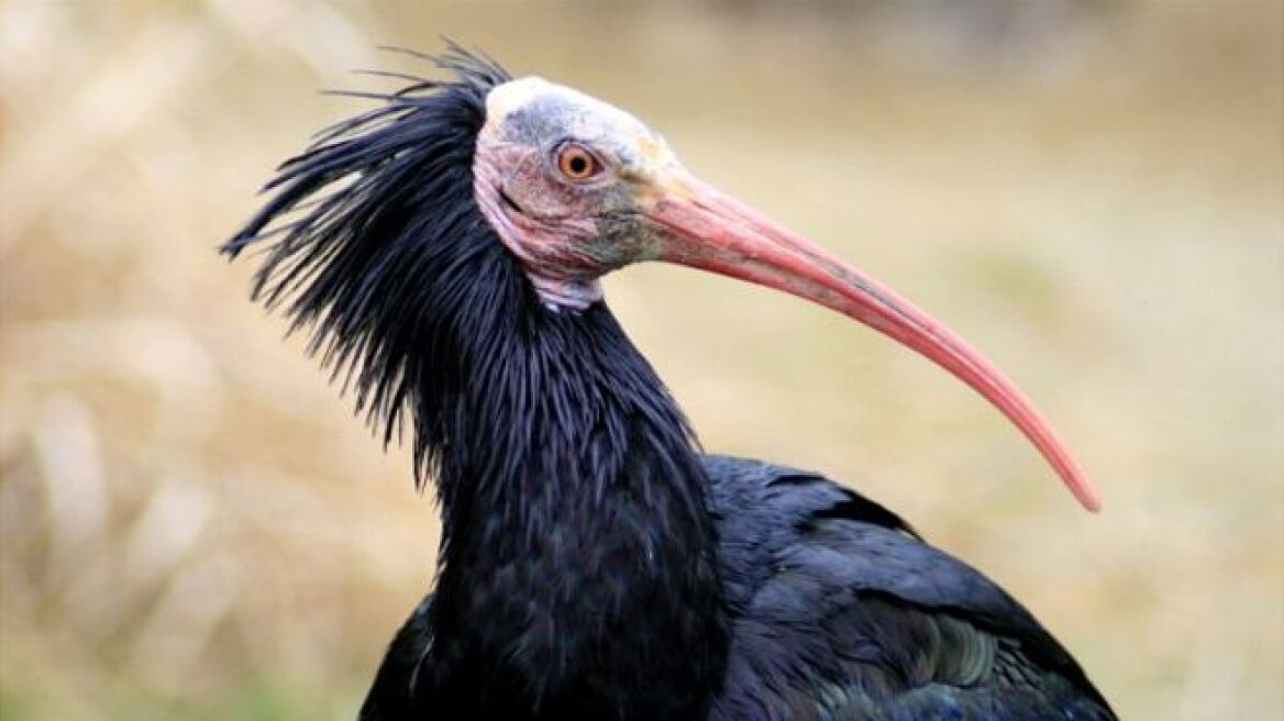 Παλμύρα: Σπάνιο είδος πτηνού απειλείται λόγω της παρουσίας του Ισλαμικού Κράτους