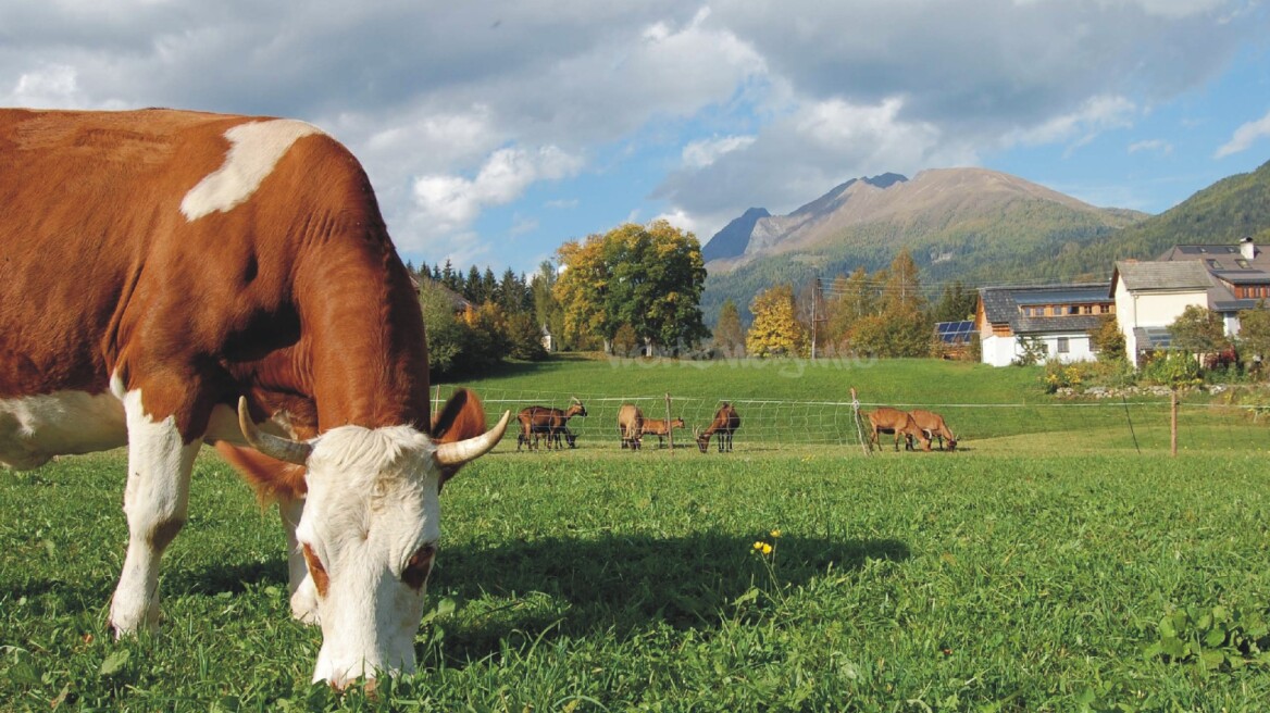 Γίνε αγρότης στην Ελβετία με μισθό 3.000 ευρώ!