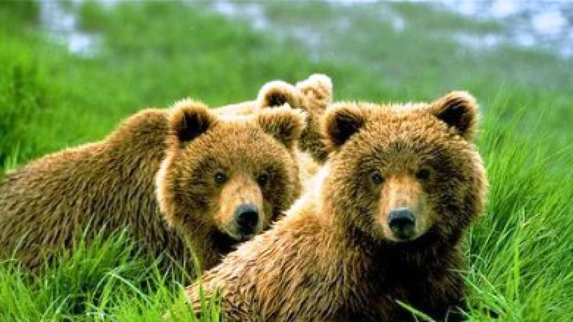 Τρεις αρκούδες υπό παρακολούθηση από την «Καλλιστώ» 