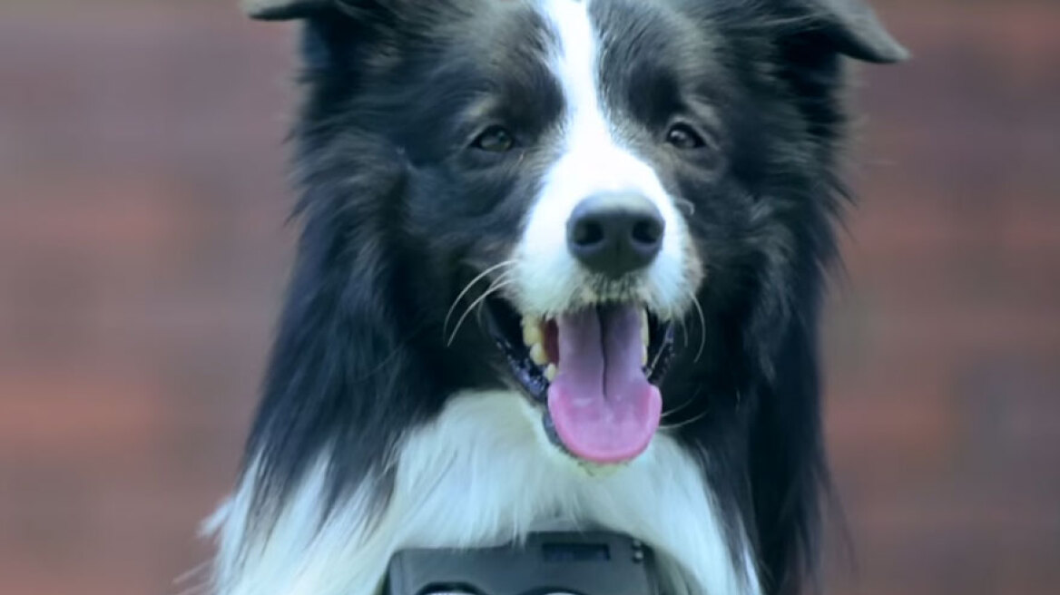 Βίντεο: Σκυλάκι «φωτογράφος» απαθανατίζει τα πράγματα που το ενθουσιάζουν