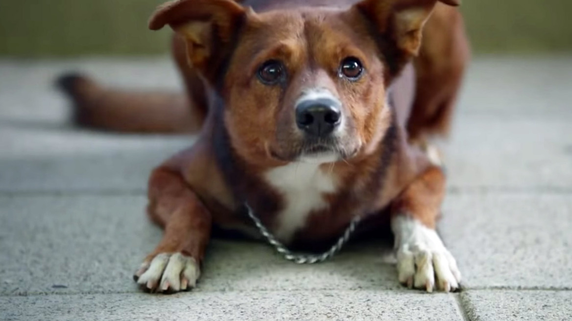 Διαφημιστικό για Όσκαρ: Ο πιστός σκύλος ακολουθεί την καρδιά του αφεντικού του