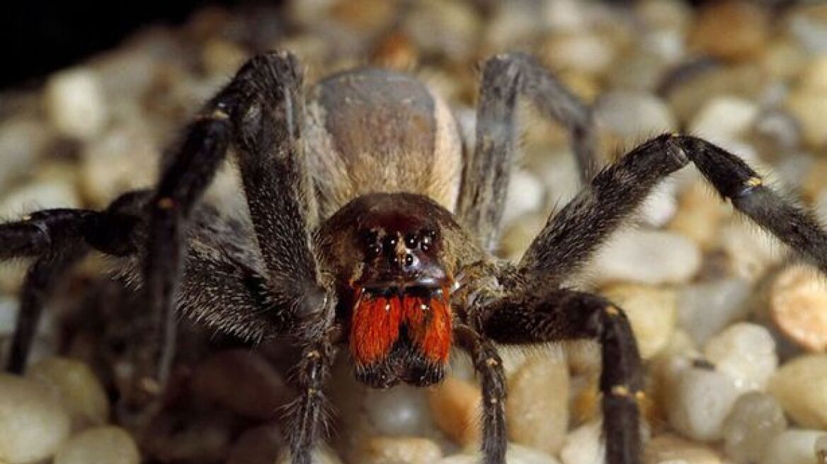 Βρετανία: Βρήκαν την πιο θανατηφόρα αράχνη του κόσμου μέσα σε μπανάνες!