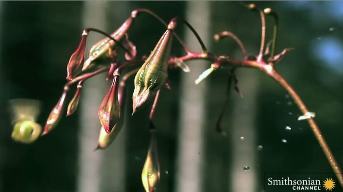 Βίντεο: Φυτά-πυροτεχνήματα σε φάση αναπαραγωγής