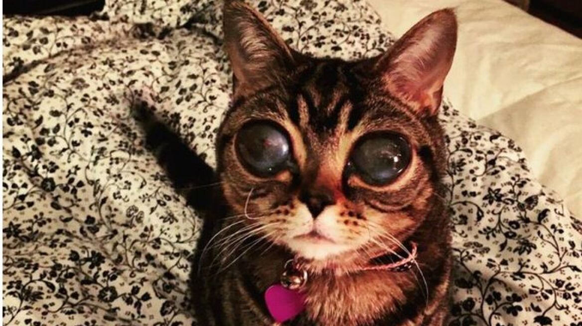 Βίντεο: Αυτή είναι η Ματίλντα, η «γάτα εξωγήινος» που κάνει θραύση στο Instagram