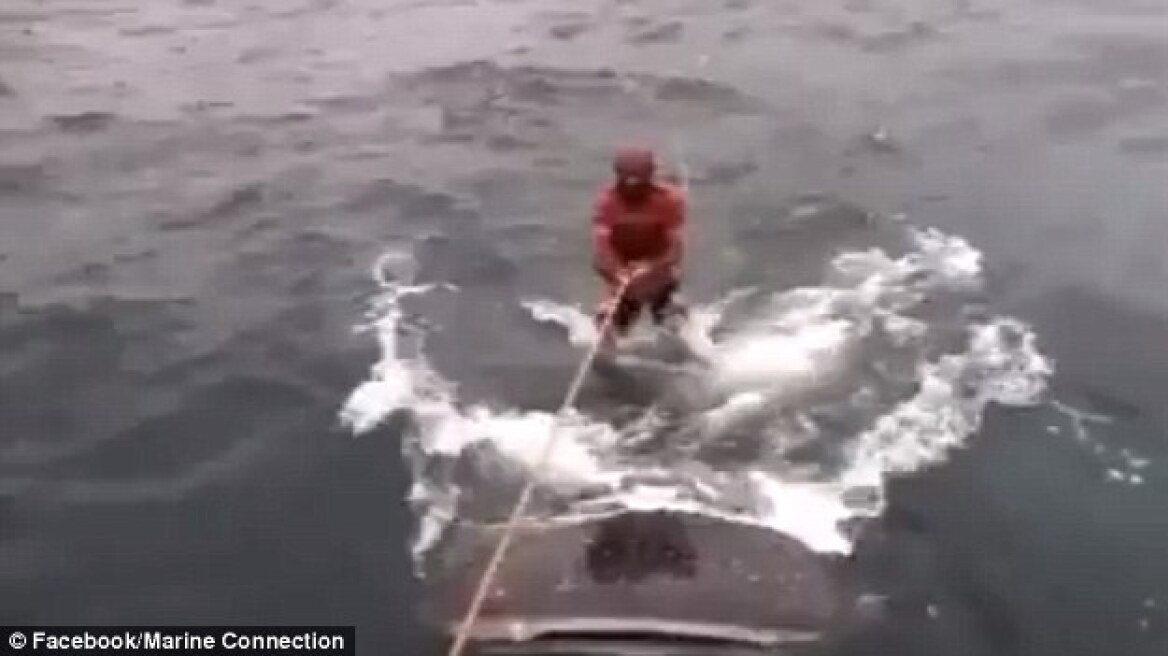 Βίντεο: Δύο άνδρες κάνουν σέρφινγκ... στην πλάτη φαλαινοκαρχαρία!