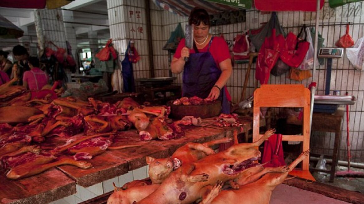 Απόλυτη κτηνωδία: Χιλιάδες σκυλιά δέρνονται μέχρι θανάτου στο ετήσιο «Φεστιβάλ Σκυλίσιου Κρέατος» της Κίνας