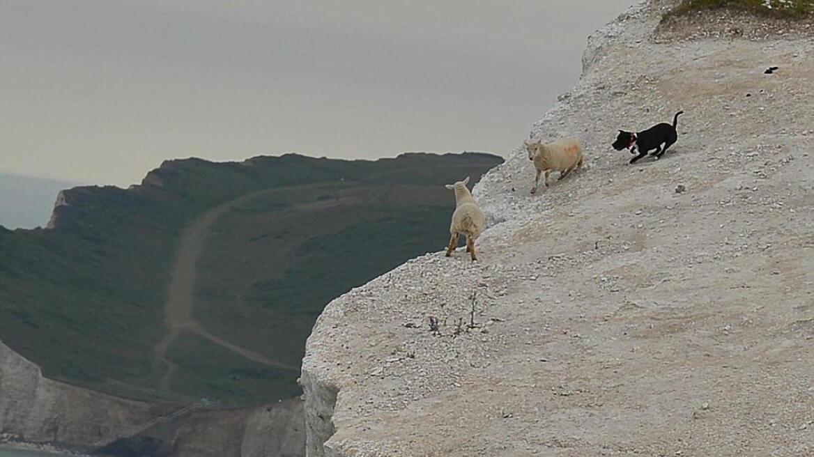 Αγγλία: Εξαγριωμένο σκυλί έριξε πρόβατο από το γκρεμό!