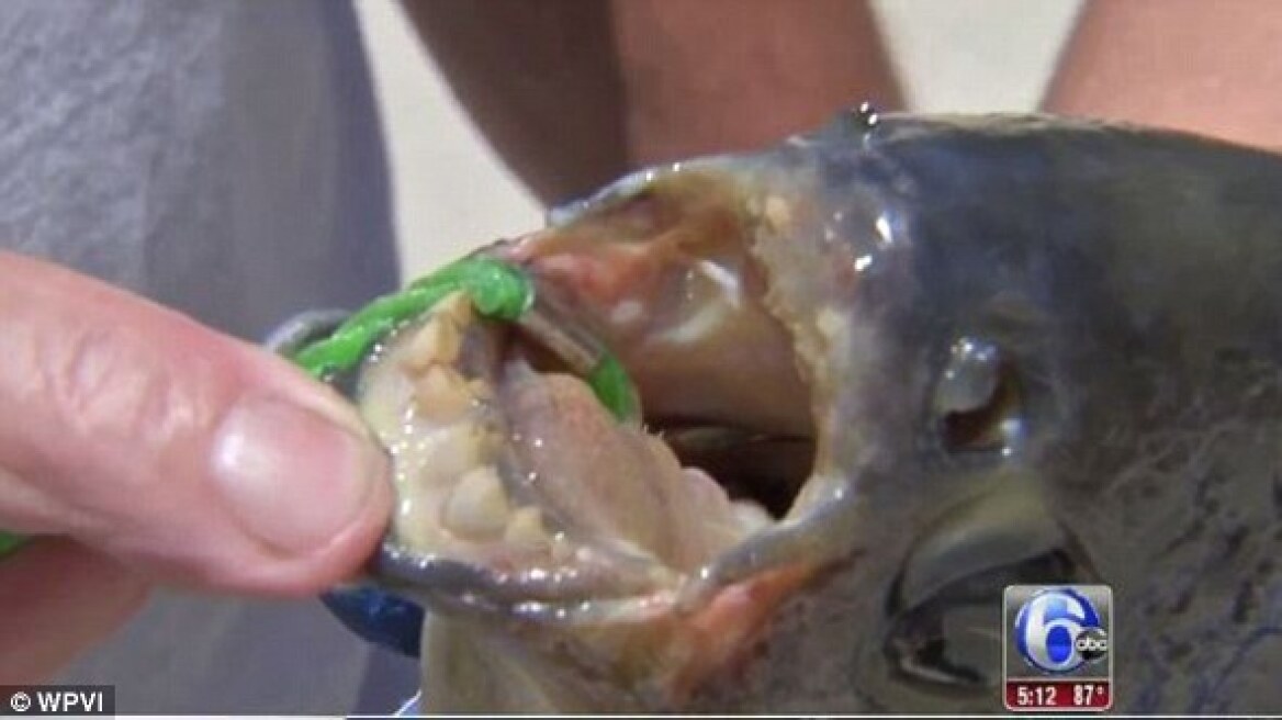 ΗΠΑ: Ψαράδες έπιασαν σπάνιο ψάρι με ανθρώπινα δόντια σε λίμνη του Νιου Τζέρσι
