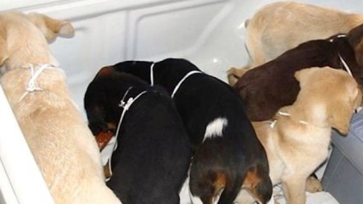 Ισπανία: Συνελήφθη κτηνίατρος που έκρυβε ηρωίνη μέσα σε ζωντανά κουτάβια!