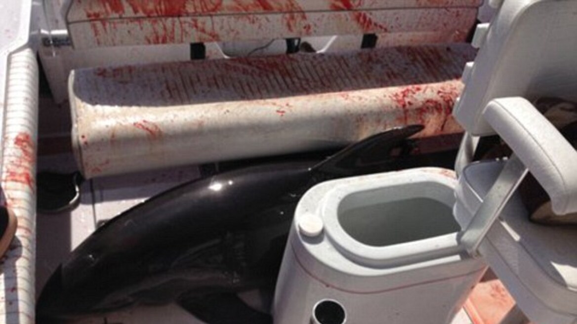 ΗΠΑ: Δελφίνι πήδηξε πάνω σε σκάφος και έσπασε τα πόδια γυναίκας