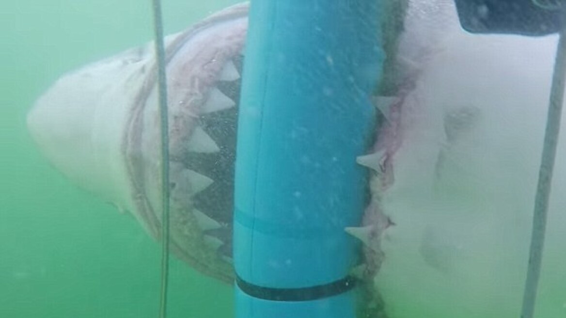 Η τρομακτική στιγμή που ένας λευκός καρχαρίας επιτίθεται σε κλουβί κατάδυσης!