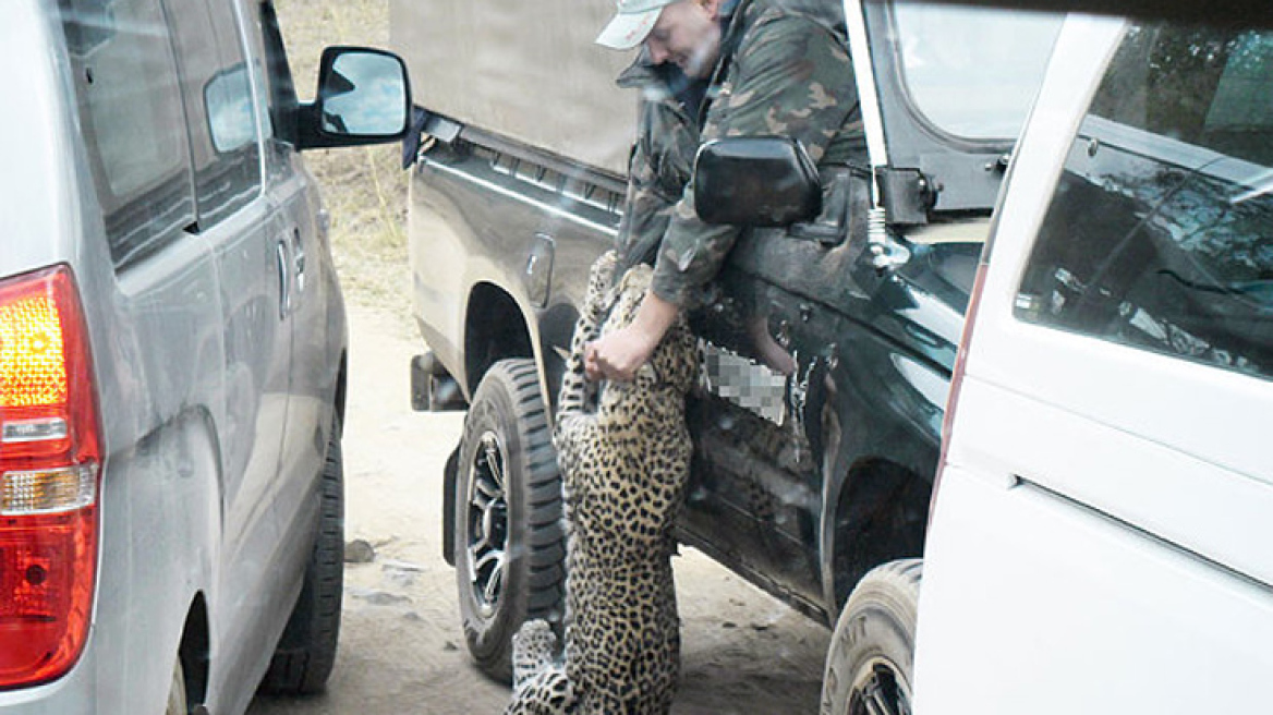 Ν. Αφρική: Επίθεση λεοπάρδαλης σε οδηγό σαφάρι