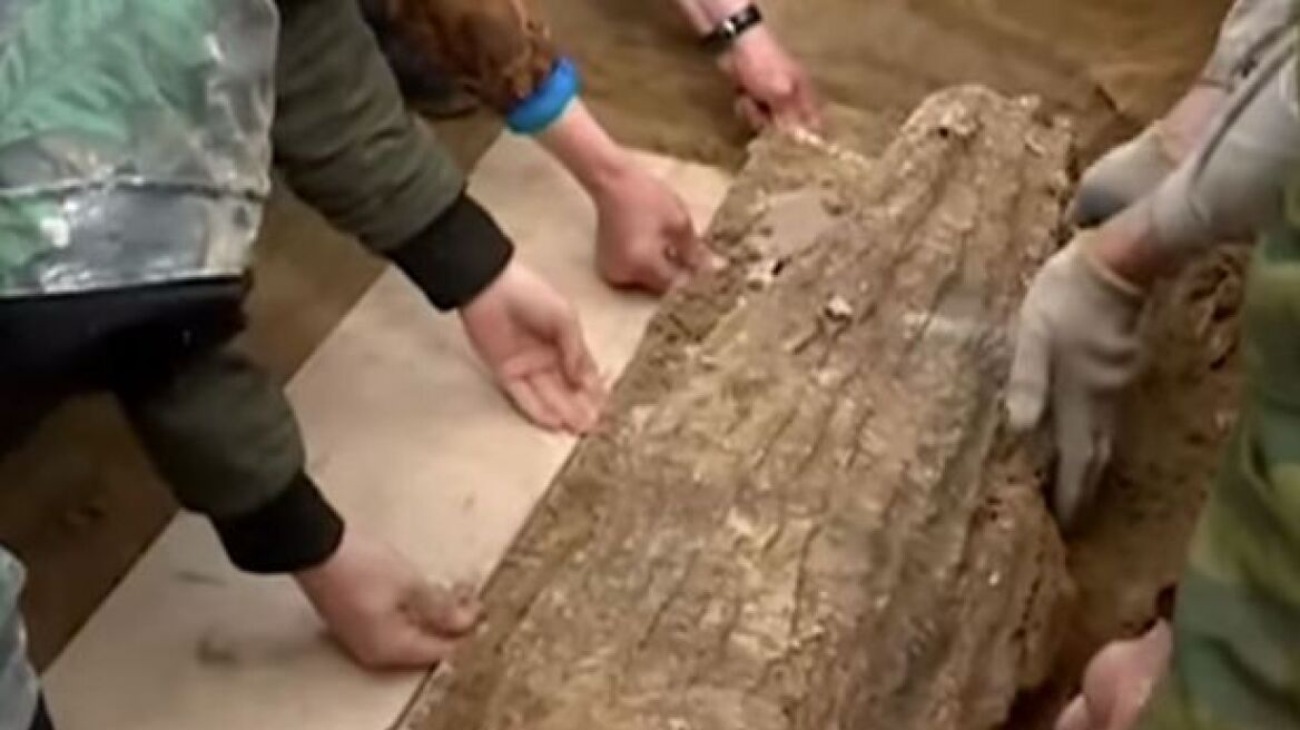 Σιβηρία: Ανακαλύφθηκε παράξενο κουκούλι από φλοιό δέντρου!