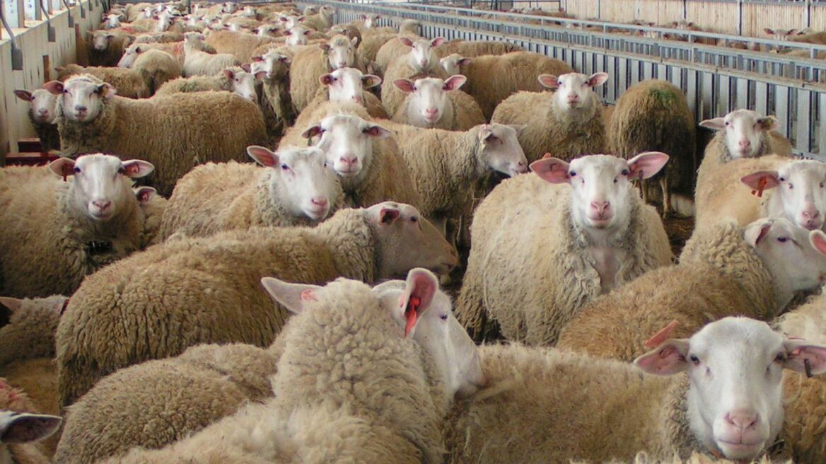 Σιβηρία: Μοιράζουν πρόβατα σε πολυμελείς οικογένειες!