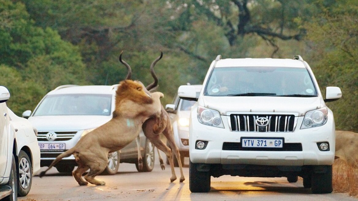  Φωτογραφίες: Απίστευτη μάχη με δυο λιοντάρια και μία αντιλόπη μπροστά στα μάτια των τουριστών