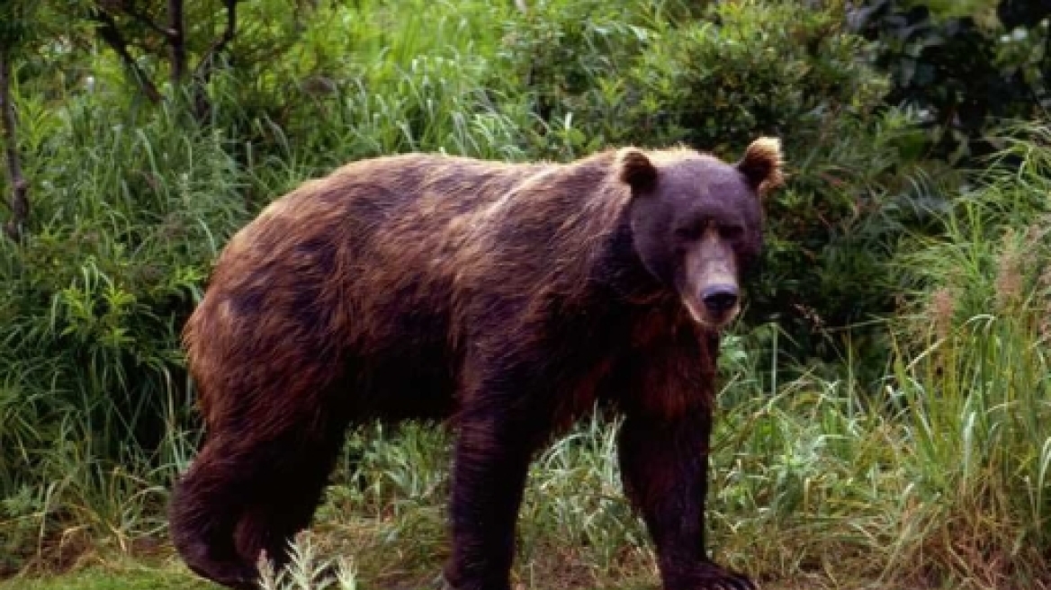 Ρωσία: Πεινασμένες αρκούδες έκαναν κατάληψη σε… νεκροταφεία 