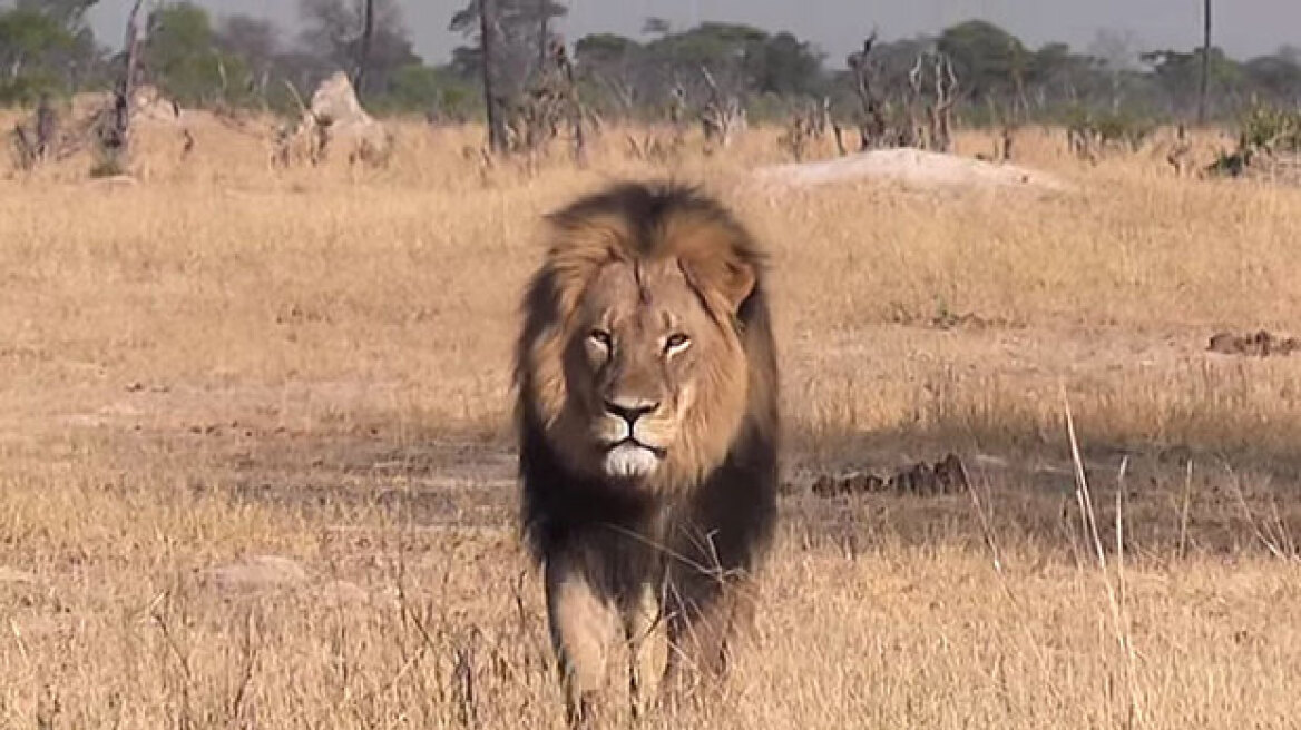 Αμερικανός οδοντίατρος είναι ο δολοφόνος του πιο διάσημου λιονταριού της Ζιμπάμπουε