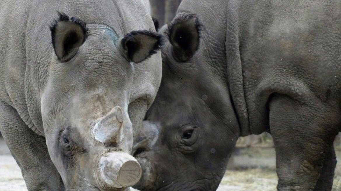 Πέθανε η Ναμπίρ, μία από τους 5 τελευταίους ρινόκερους