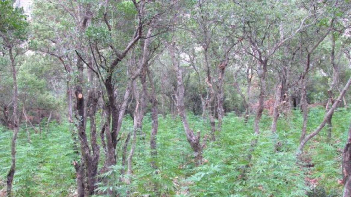 Φωτογραφίες: Εντόπισαν «δάσος» με 1.300 χασισόδεντρα! 