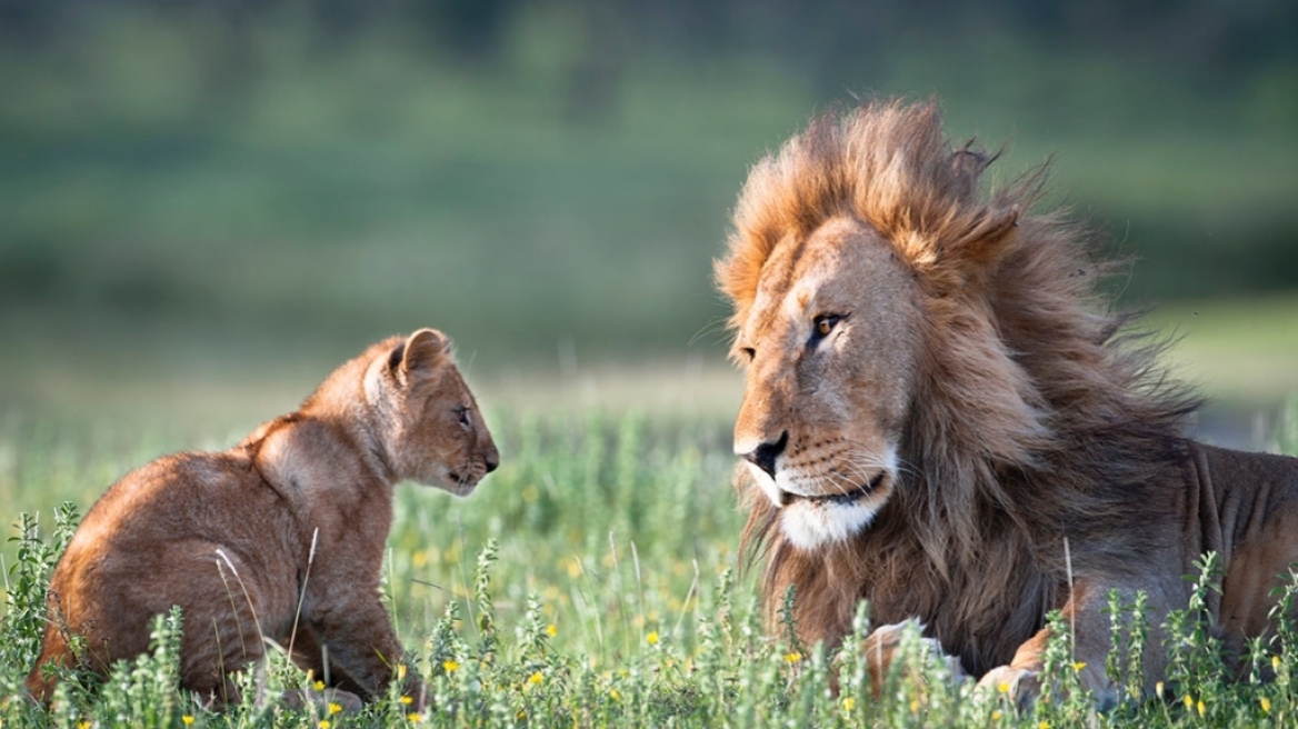 Ζιμπάμπουε: Και δεύτερος Αμερικανός φέρεται να σκότωσε λιοντάρι τον Απρίλιο