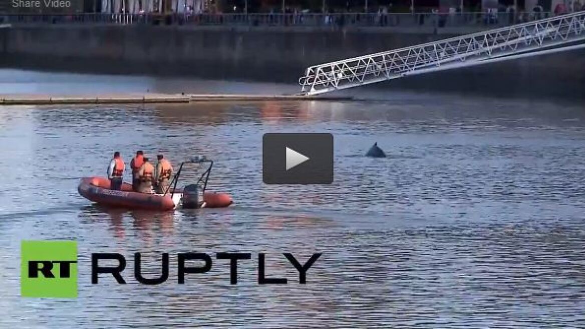 Βίντεο: Δείτε μια φάλαινα να κολυμπά στη μαρίνα του Μπουένος Άιρες