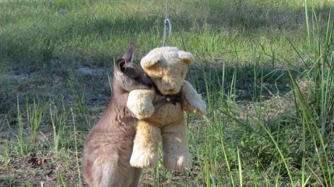 Η φωτογραφία που έγινε viral: Ορφανό μωρό καγκουρό αγκαλιάζει το αρκουδάκι του
