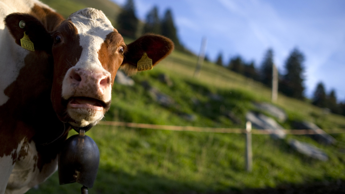 Ελβετία: Με δικαστική απόφαση αφαίρεσαν κουδούνια από αγελάδες, λόγω ηχορύπανσης