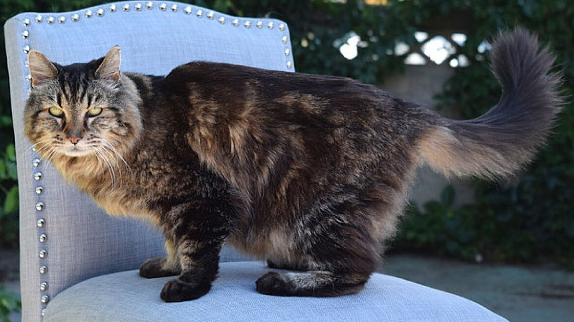 Η γηραιότερη γάτα στον κόσμο βρίσκεται στο Όρεγκον των ΗΠΑ