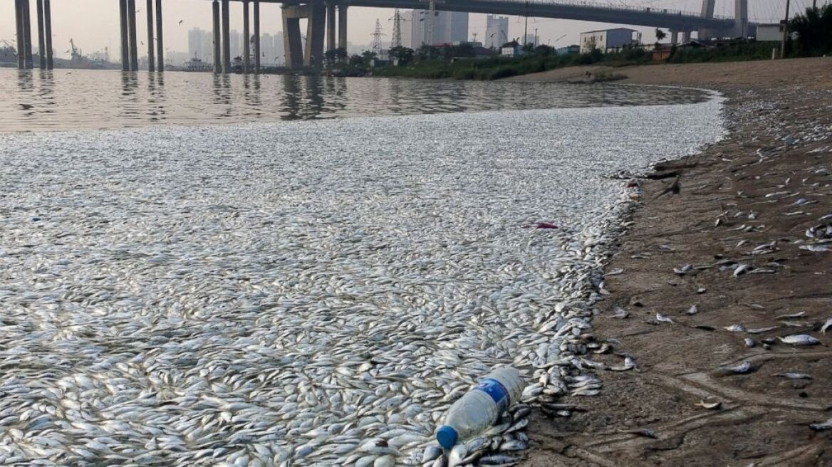 Κίνα: Χιλιάδες ψάρια νεκρά μετά τις φονικές εκρήξεις στην Τιαντζίν