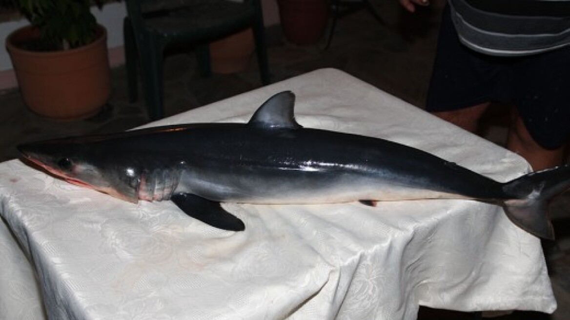 Φωτογραφίες: Nεαρός καρχαρίας πιάστηκε στα δίχτυα ψαρά στον Παγασητικό