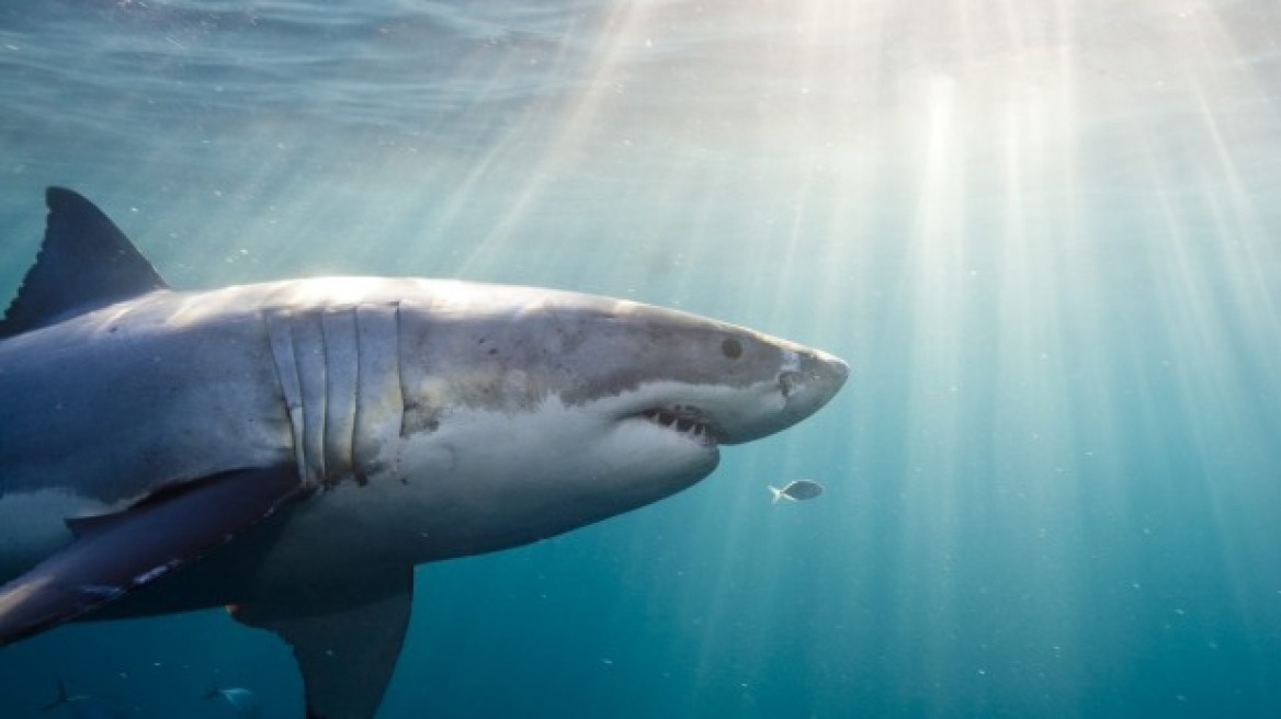 Αυστραλία: Πάνω από 600 καρχαρίες θανατώθηκαν σε ένα χρόνο