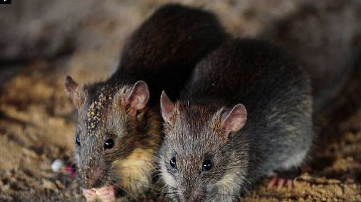 Φρίκη στην Ινδία: Ποντίκια σκότωσαν βρέφος μέσα στο νοσοκομείο!