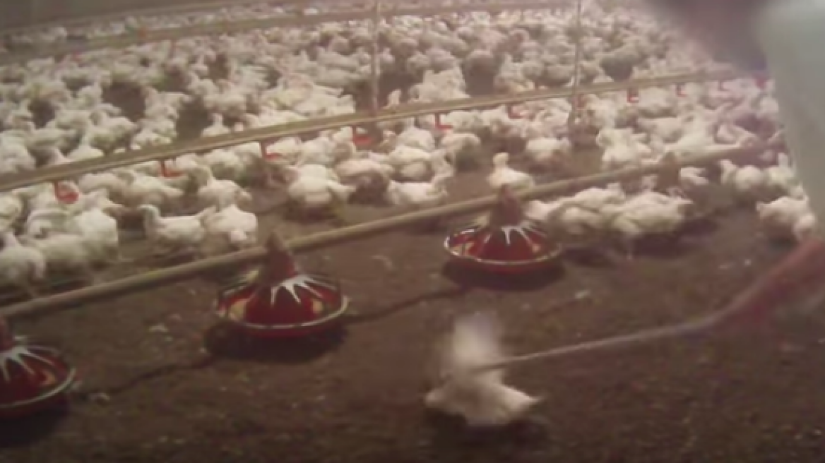 Δείτε το βίντεο-φρίκη που έκανε τα McDonald's να αλλάξουν προμηθευτή κοτόπουλων