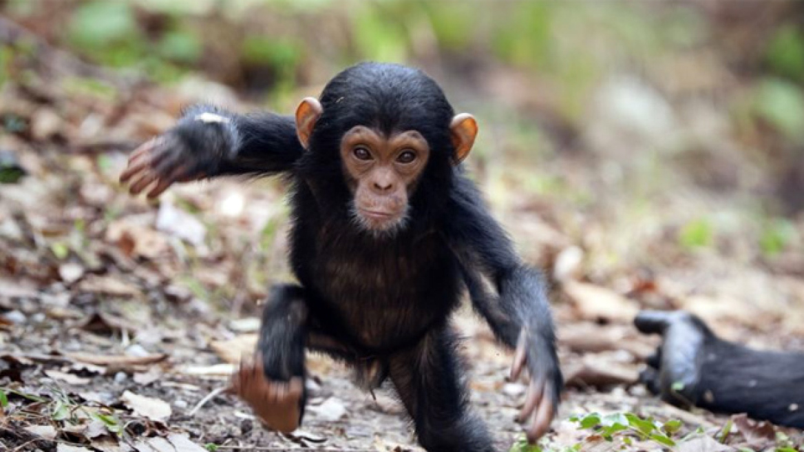 ΗΠΑ: Τέλος στη χρήση χιμπατζήδων ως πειραματόζωα για παρεμβατικές έρευνες