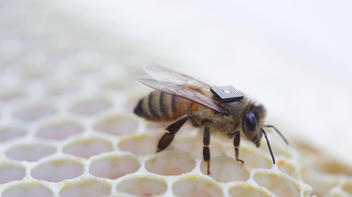 Online κυψέλες και ηλεκτρονικές ετικέτες για την προστασία των μελισσών 